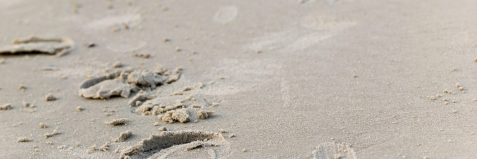 Annette paterakis tools